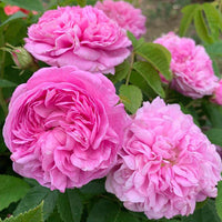 Traditionssorte Damask Rose Blumensamen zur Aussaat – leuchtend Blüten – Traditionssorte & ohne Gentechnik Samen Hausgarten