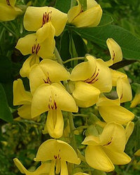 Gelb Laburnum Blumensamen zur Aussaat – leuchtend – Traditionssorte & ohne Gentechnik Samen Hausgarten