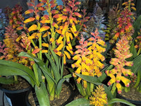 Garten mehrjährig Blumensamen zur Aussaat – Year-Round Garten Blüten