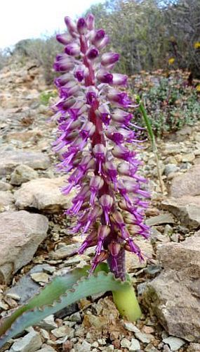 Cape Schlüsselblume Samen zur Aussaat leuchtend Blumensamen für Ihren Garten
