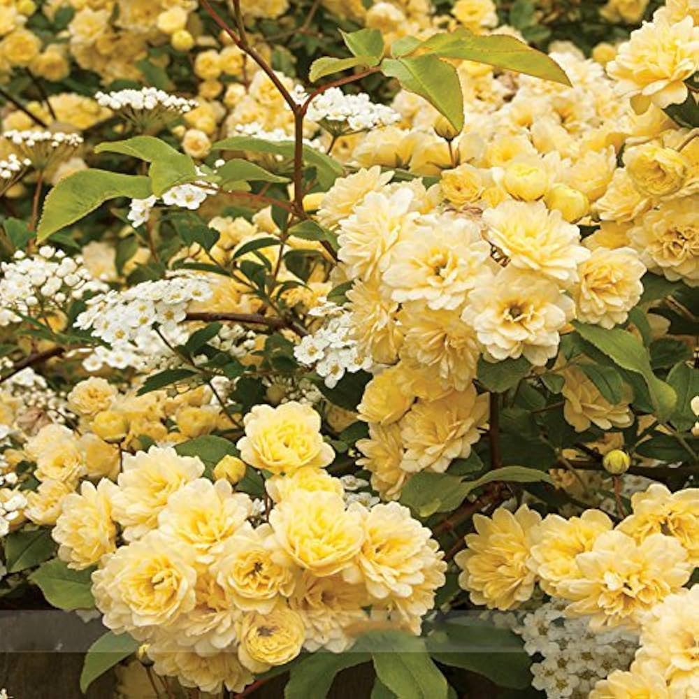 Non-gmo lady banks rose samen