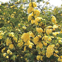 Gelb lady banks climbing rose blooms