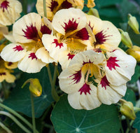 Cream ladybird blooming samen for gardens