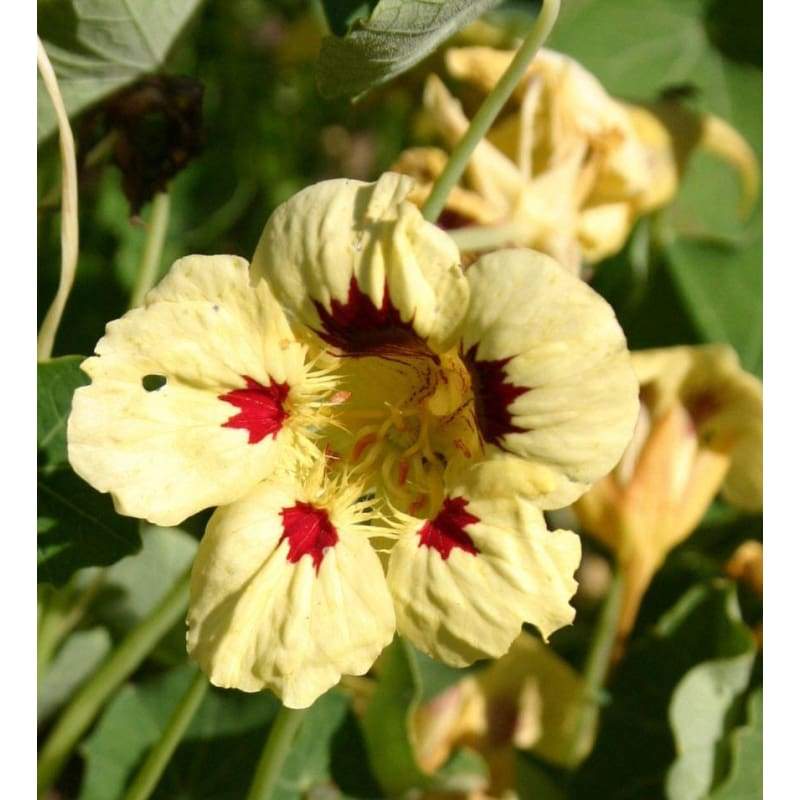 Cream ladybird blume samen for anpflanzung