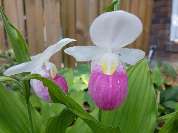Non-gmo lady’s slipper orchid samen