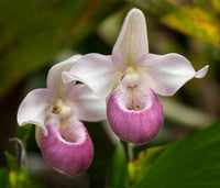 Lady’s slipper blume samen for anpflanzung