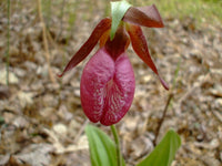 Lady’s slipper orchid wachsend in woodland garten