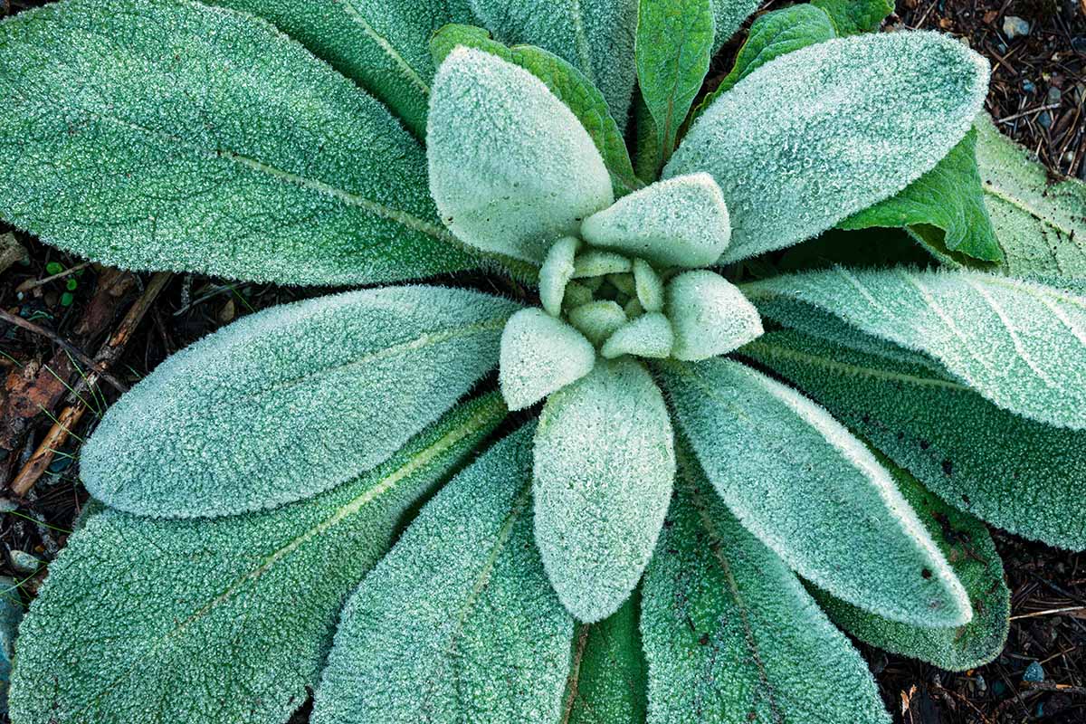 Grün Lambs Ear Blumensamen zur Aussaat – Halbschatten verträglich – Traditionssorte & ohne Gentechnik Samen Hausgarten