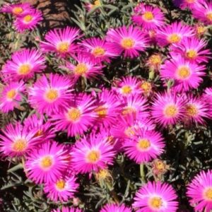 Lampranthus Maximiliana Blumensamen zur Aussaat sonnenliebend Traditionssorte & ohne Gentechnik Samen Hausgarten