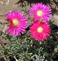 Lampranthus Roseus Blumensamen zur Aussaat – hochwertige Qualitäts- – Traditionssorte & ohne Gentechnik Samen Hausgarten