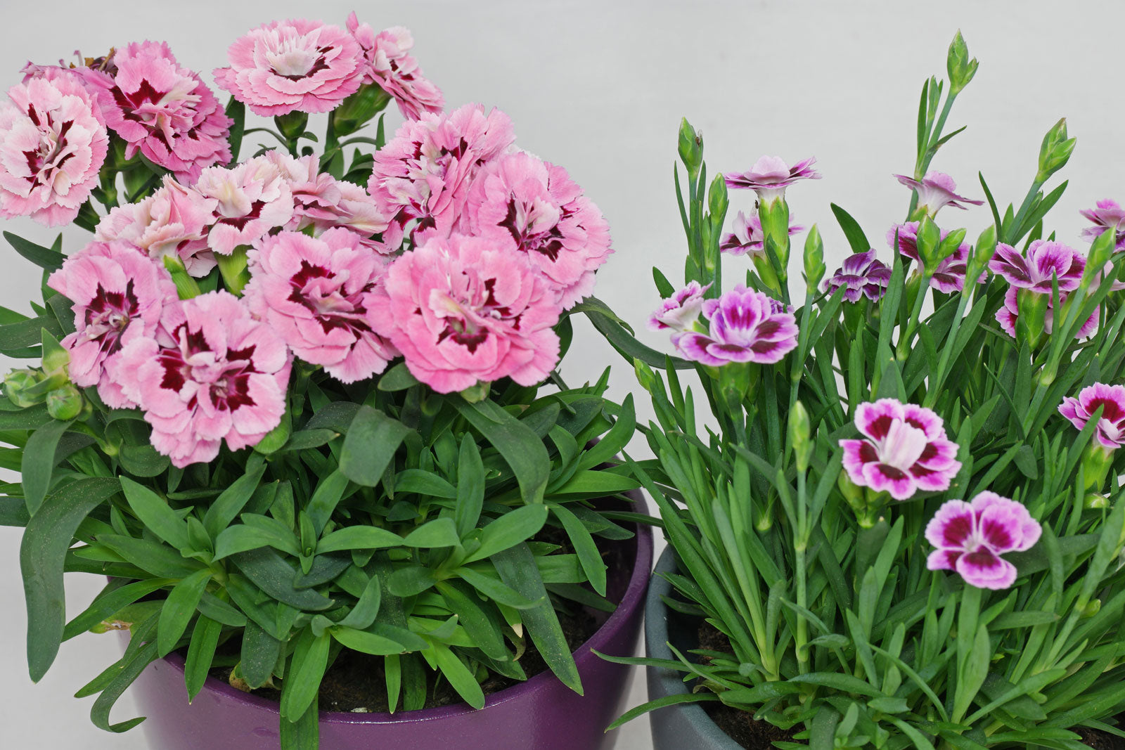 Nelke mehrjährig Blumensamen zur Aussaat pflegeleicht Traditionssorte & ohne Gentechnik Samen Hausgarten