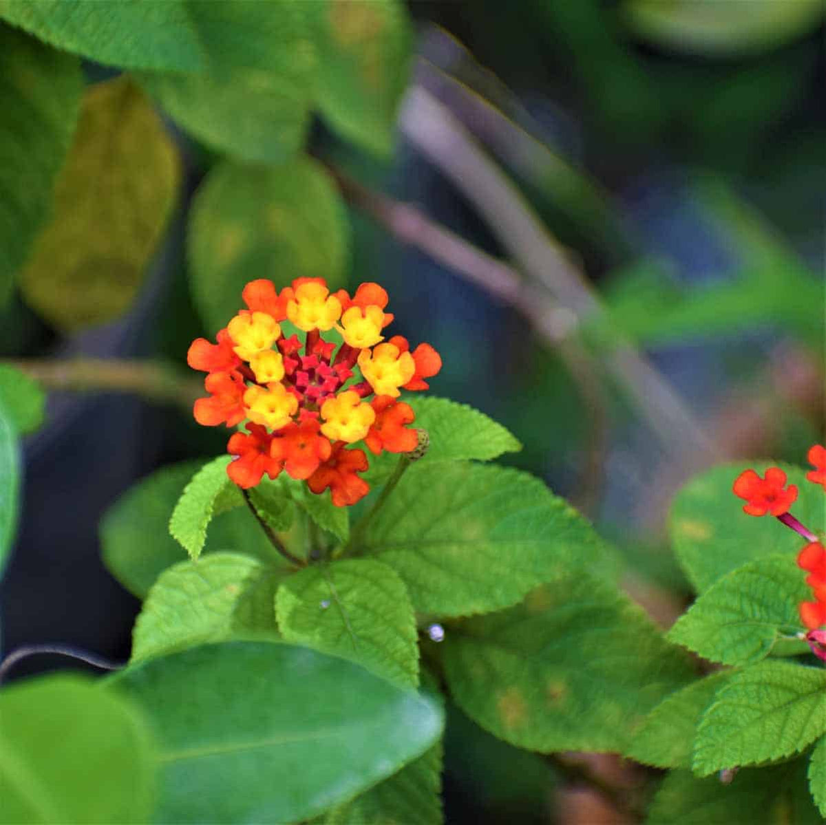 Grün lantana blume samen for anpflanzung seasonal bloomer heirloom & gmo free samen for home garten 
 
 sale samen for home garten anpflanzung