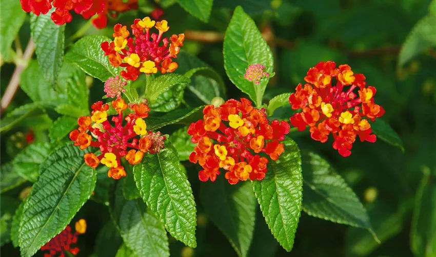 Orange Rot Wandelröschen Blume Samen zur Aussaat – leuchtend und Resilient Garten Blüten