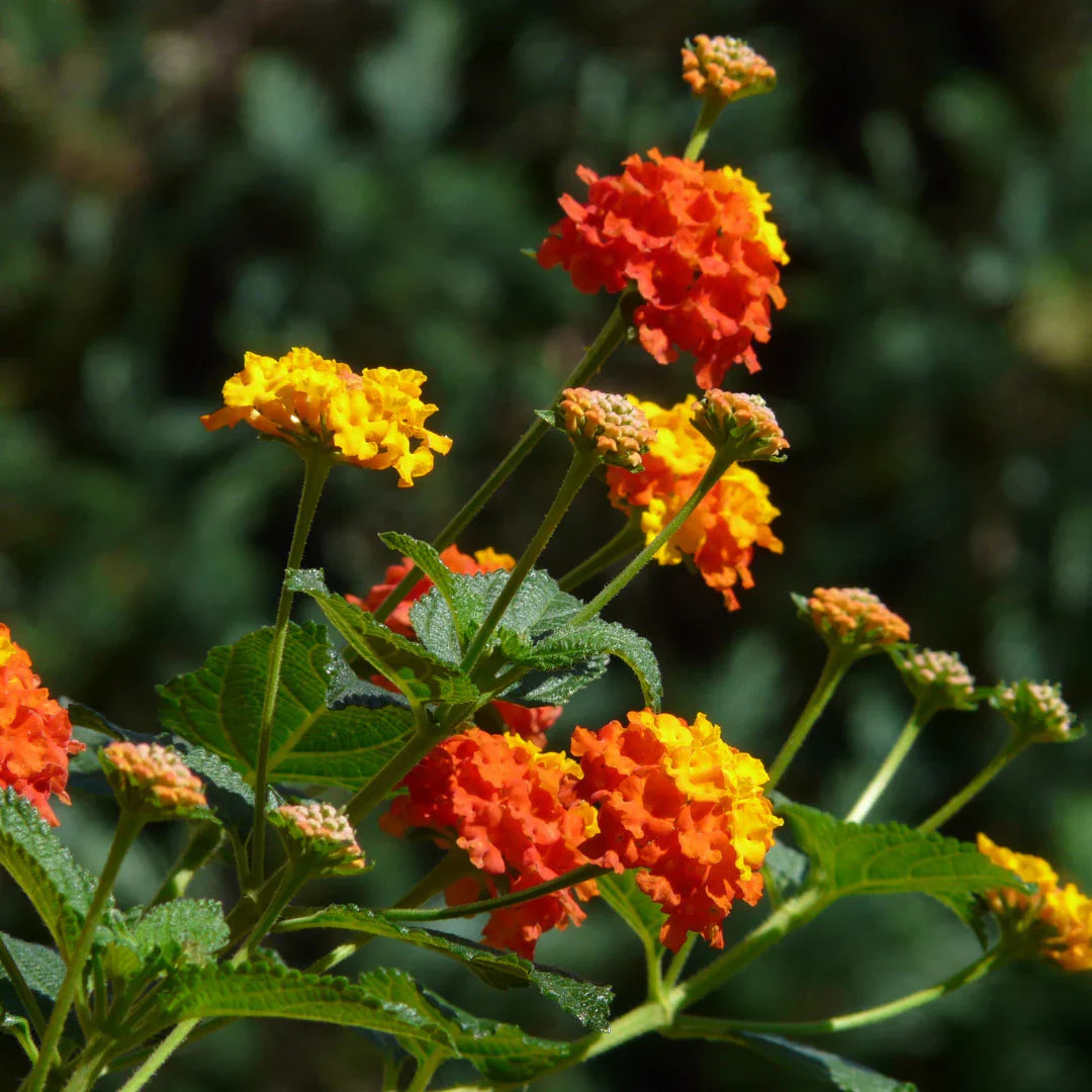 Lantana (lantana blume) samen for anpflanzung in home garten