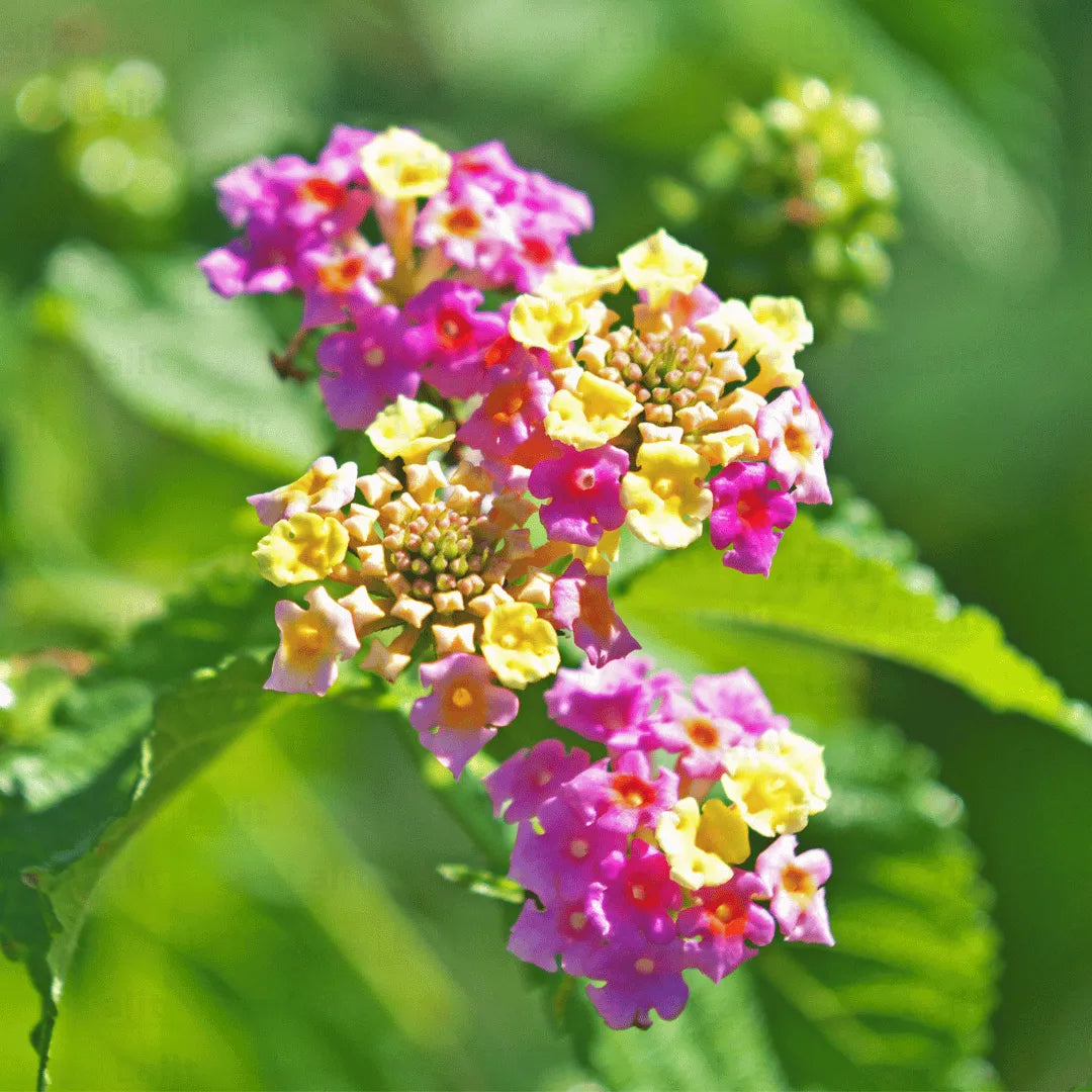 Rosa Wandelröschen Blume Samen zur Aussaat – für leuchtend Blüten