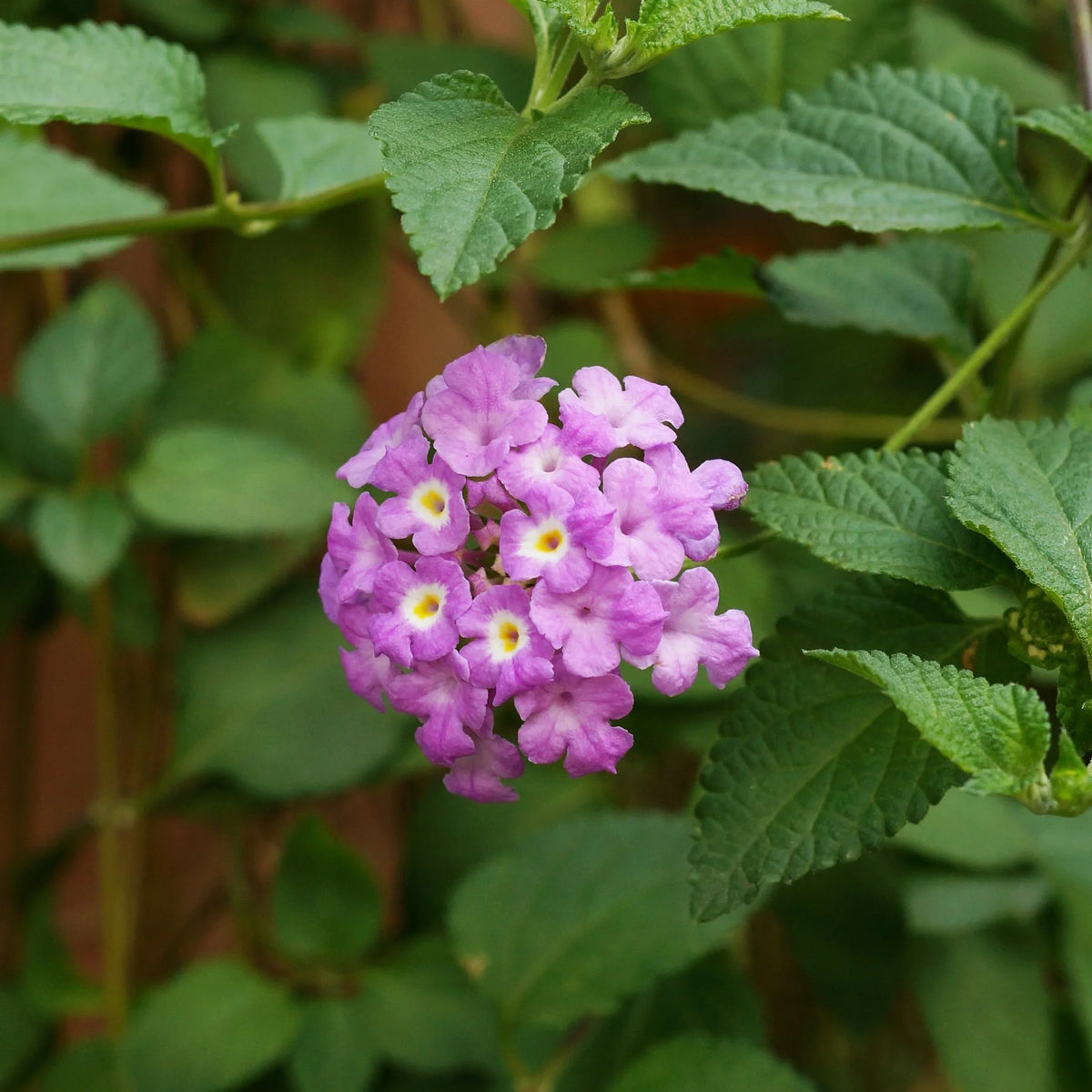 Lila lantana blume samen for anpflanzung hardy variety heirloom & gmo free samen for home garten 
 
 sale for anpflanzung in home garten