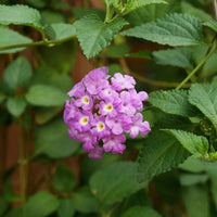 Lila lantana blume samen for anpflanzung hardy variety heirloom & gmo free samen for home garten 
 
 sale for anpflanzung in home garten