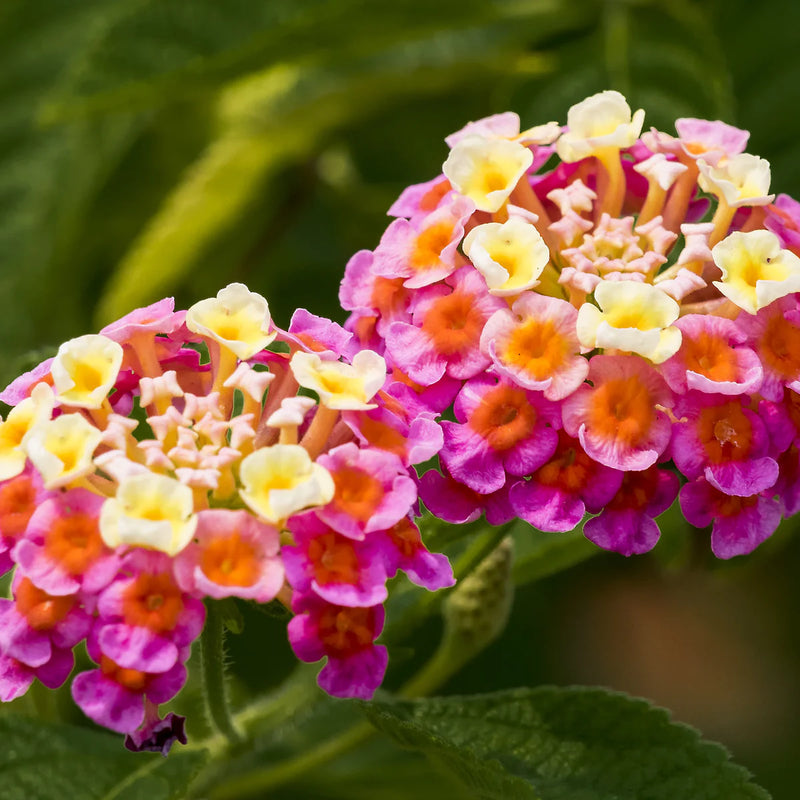 mehrfarbig Wandelröschen Blumensamen zur Aussaat Landhaus Garten wichtig Traditionssorte & ohne Gentechnik Samen Hausgarten