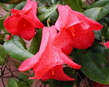 Lapageria Blumensamen Aussaat Leitfaden