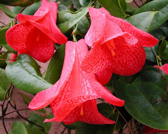 Lapageria Blumensamen Aussaat Leitfaden