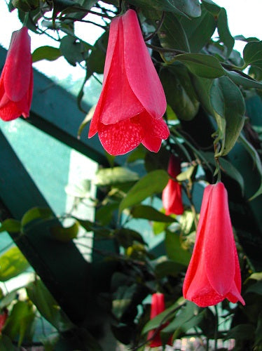 Lapageria (lapageria rosea) samen for anpflanzung in home garten