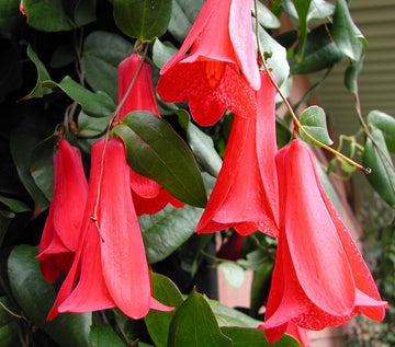 Lapageria Rosea Blumensamen zur Aussaat sonnenliebend Traditionssorte & ohne Gentechnik Samen Hausgarten