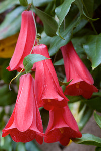 Lapageria Blumensamen Aussaat Leitfaden