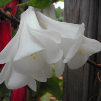 Chilean Bell Blumensamen zur Aussaat saisonal Dauerblüher Traditionssorte & ohne Gentechnik Samen Hausgarten