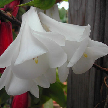 Chilean Bell Blumensamen zur Aussaat saisonal Dauerblüher Traditionssorte & ohne Gentechnik Samen Hausgarten