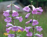 Penstemon Grandiflorus Blumensamen zur Aussaat – kompakt Wuchs Traditionssorte & ohne Gentechnik Samen Hausgarten