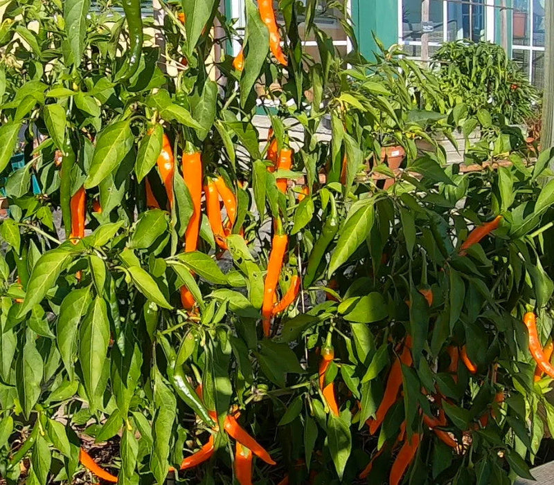Semi di peperoncino arancione da piantare