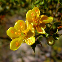 Larrea Tridentata Blumensamen zur Aussaat robust Sorte Traditionssorte & ohne Gentechnik Samen Hausgarten