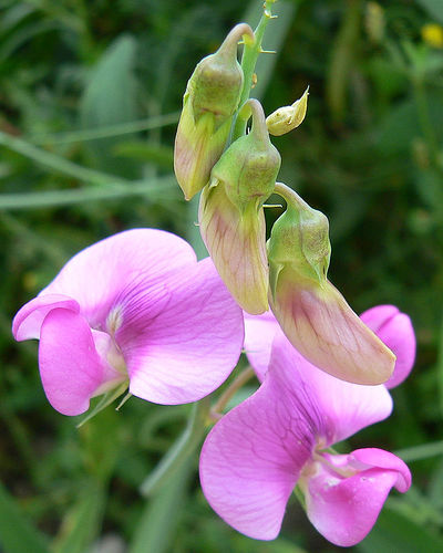 Rosa Lathyrus Blumensamen zur Aussaat saisonal Dauerblüher Traditionssorte & ohne Gentechnik Samen Hausgarten