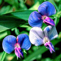Blau Lathyrys Satuvys Blumensamen zur Aussaat – ideal Rabatten – Traditionssorte & ohne Gentechnik Samen Hausgarten