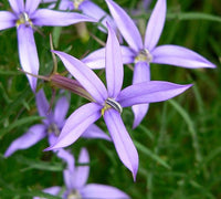 Blau Laurentia Blumensamen zur Aussaat – leuchtend – Traditionssorte & ohne Gentechnik Samen Hausgarten