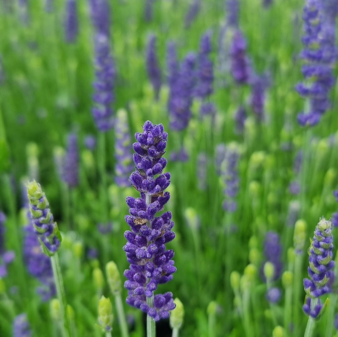 Blau Angustifolia Blumensamen zur Aussaat – robust Sorte – Traditionssorte & ohne Gentechnik Samen Hausgarten
