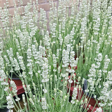 Ellagance (ellagance blume) samen for anpflanzung in home garten