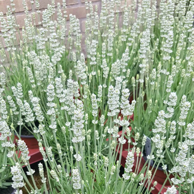 Ellagance (ellagance blume) samen for anpflanzung in home garten