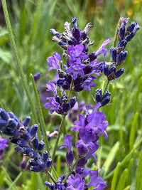 Lavendel Blumensamen zur Aussaat – hochwertige Qualitäts- – Traditionssorte & ohne Gentechnik Samen Hausgarten