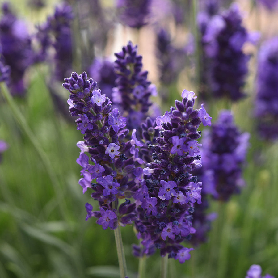 Blau Angustifolia Blumensamen zur Aussaat – robust Sorte – Traditionssorte & ohne Gentechnik Samen Hausgarten