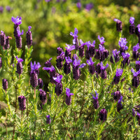 Lavendel Stoechas Blumensamen zur Aussaat – lang Blüte Saison – Traditionssorte & ohne Gentechnik Samen Hausgarten