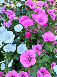 Rosa Lavatera Blumensamen zur Aussaat Anzucht Traditionssorte & ohne Gentechnik Samen Hausgarten