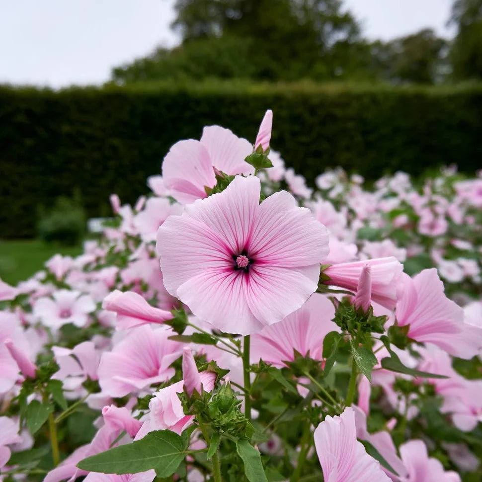 Rosa Lavatera Trimestris Blumensamen zur Aussaat – saisonal Dauerblüher – Traditionssorte & ohne Gentechnik Samen Hausgarten