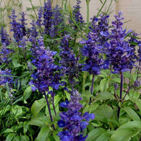 Blau lavender flowering samen for gardens