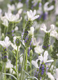 Weiß Provence Lavendel Blumensamen zur Aussaat – Drought verträglich – Traditionssorte & ohne Gentechnik Samen Hausgarten