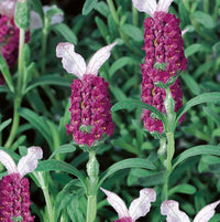 Rot Lavendel Blumensamen zur Aussaat – Schnitt Blume beliebt – Traditionssorte & ohne Gentechnik Samen Hausgarten