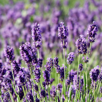 Angustifolia Blumensamen zur Aussaat leuchtend Traditionssorte & ohne Gentechnik Samen Hausgarten