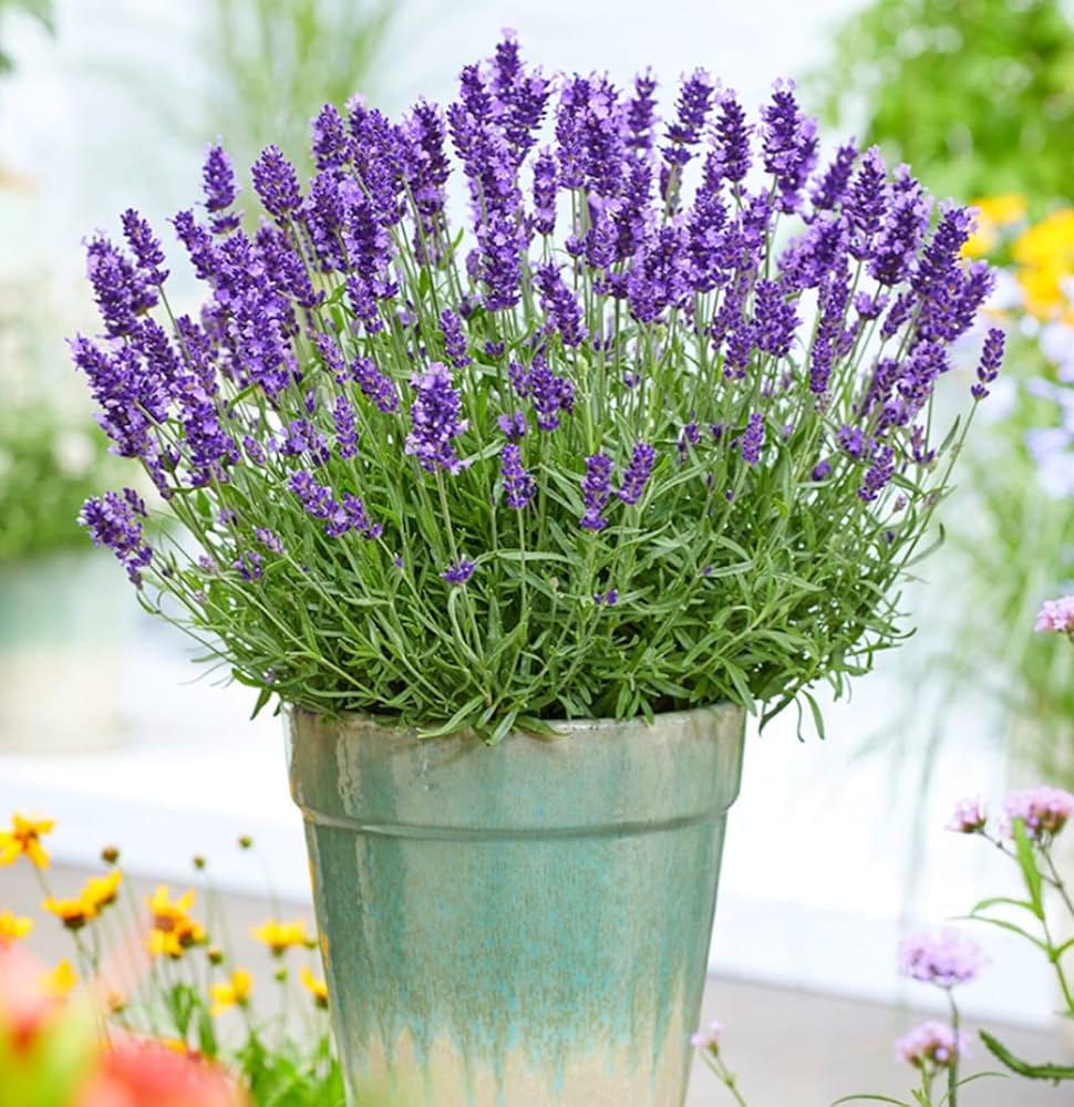 Non gmo blau lavender samen