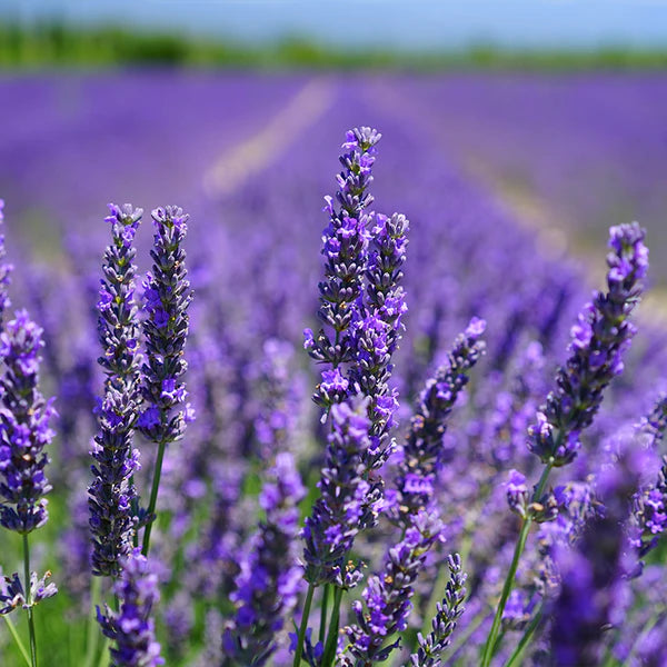 Strauch Blumensamen zur Aussaat lang Blüte Saison Traditionssorte & ohne Gentechnik Samen Hausgarten