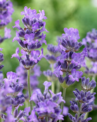 Lavendel Munstead Blumensamen zur Aussaat lang Blüte Saison Traditionssorte & ohne Gentechnik Samen Hausgarten